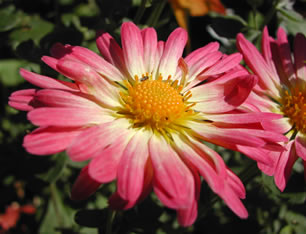 Chrysanthemum 4788